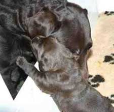 Hally with one of her pups