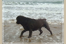 Moz. chocolate labrador on the beach