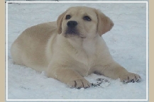 Dylan, yellow puppy playing in the snow