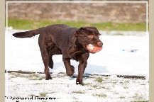 Moz, chocolate labrador retrieving in the snow