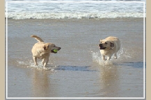 two yellow Labs playing on the beach